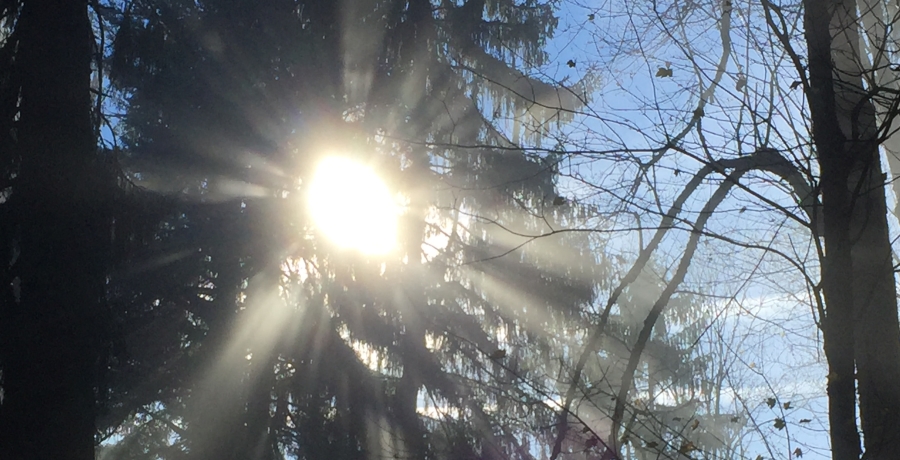 Sonnenstrahlen durch Baum